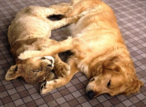Lion and dog cuddling