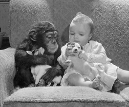 Chimpanzee with baby and Jack Russell puppies