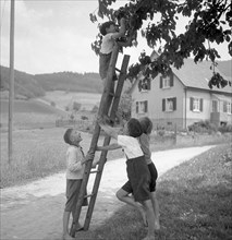 Children pick fruit from the apple tree with the help of a ladder