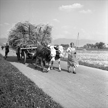 Woman with hay cart