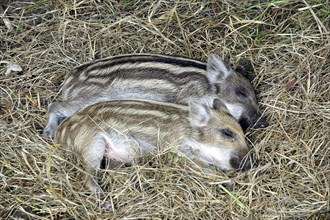 Shoats lie in the hay and sleep