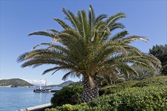 Palm at the harbour