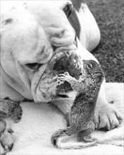 Bulldog plays with squirrel