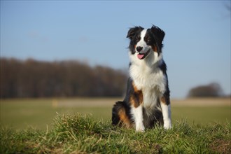 Australian Shepherd