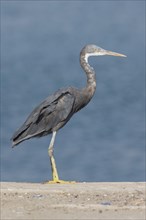 Western Reef Heron (Egretta gularis schistacea)