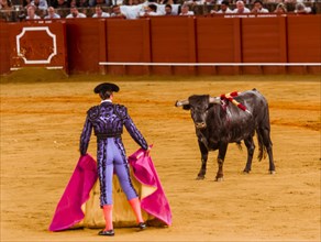 Bull stands in front of Matador