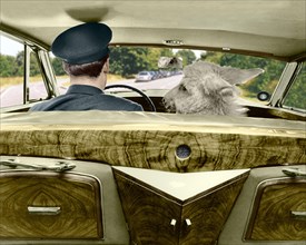Donkey in the passenger seat