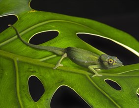 Perinet chameleon (Calumma gastrotaenia)