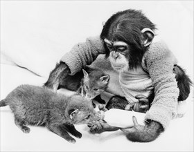 Chimpanzee feeds little foxes with bottle of milk