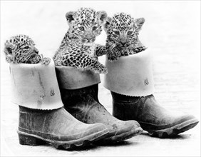 Little leopards in rubber boots