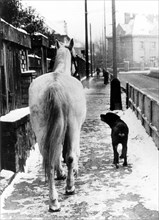 Dog and horse go for a walk about 1970s