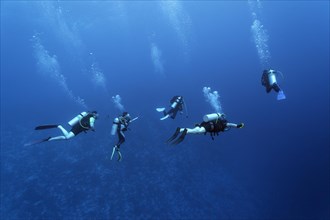 Group of divers diving to the coral reef