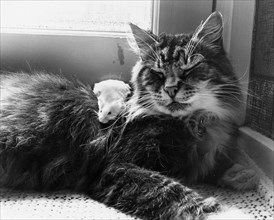 Cat cuddling with mouse