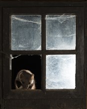 Beech marten (Martes foina) at the window of a barn