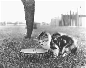 Kittens and elephants drink from bowl