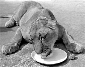 Lion with mouse on his head