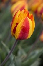 Red-yellow flowering Tulip (Tulipa)