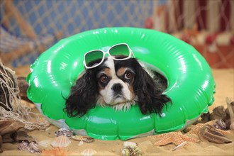 Cavalier King Charles Spaniel