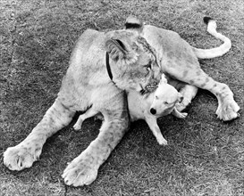Dog and Lion cuddling