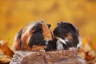 Two Sheltie guinea pigs side by side on stone