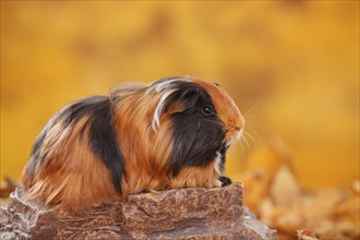 Sheltie guinea pig on stone