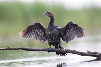 Pygmy Cormorant (Phalacrocorax pygmeus) from the front