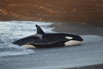Orca (Orcinus orca) intentionally stranding on the beach in the unsuccessful attempt to catch a sea lion pup (Otaria flavescens)