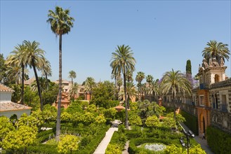 Gardens with palm trees in the Alcazar