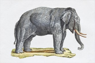 Elephant (Elephantidae)