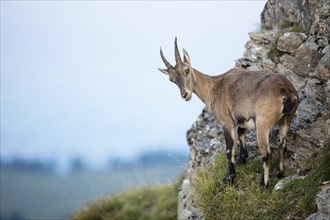 Alpine Ibex (Capra ibex) on a slope