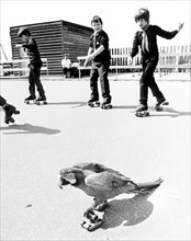 Children and parrots roller-skating
