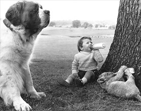 Boy and baby lion drink milk with St. Bernard