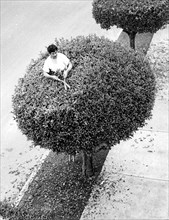 Man Cuts Tree