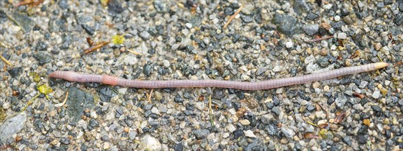 Large farm worm (Octolasion lacteum) after rain ongravel surface