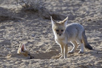 Young Cape foxes (Vulpes chama) at burrow entrance