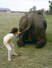 Child pulls elephant on tail