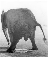 Elephant taking a piss