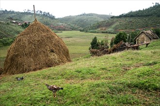 Farm of a rice farmer