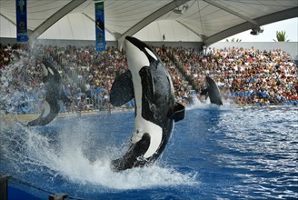 Three Killer whales (Orcinus orca) in the jump