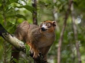 Lemur male (Eulemur coronatus) in the forests of Ankarana