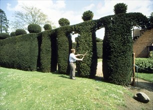 Gardener cuts human figures from a hedge