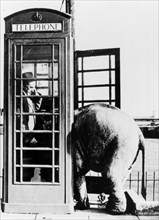 Man with small elephant in a telephone booth