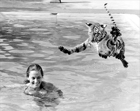 Tiger jumps into the swimming pool