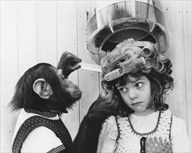 Chimpanzee as a hairdresser