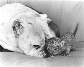 Bulldog with baby wildcat