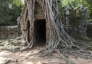Third eastern gopura with strangler fig at Ta Som Temple
