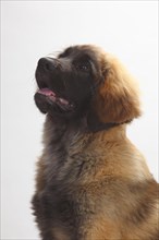 Leonberger