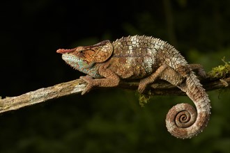 Cryptic chameleon (Calumma crypticum)