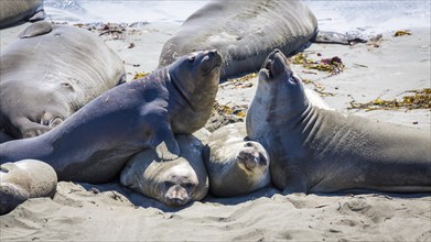 Two Northern Elephant Seals (Mirounga angustirostris) fight on the beach