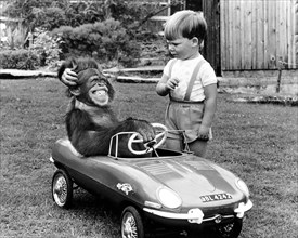 Monkey is sitting in a children's car